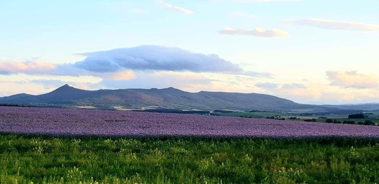 ‘Bennachie’ - taken by A Forrest